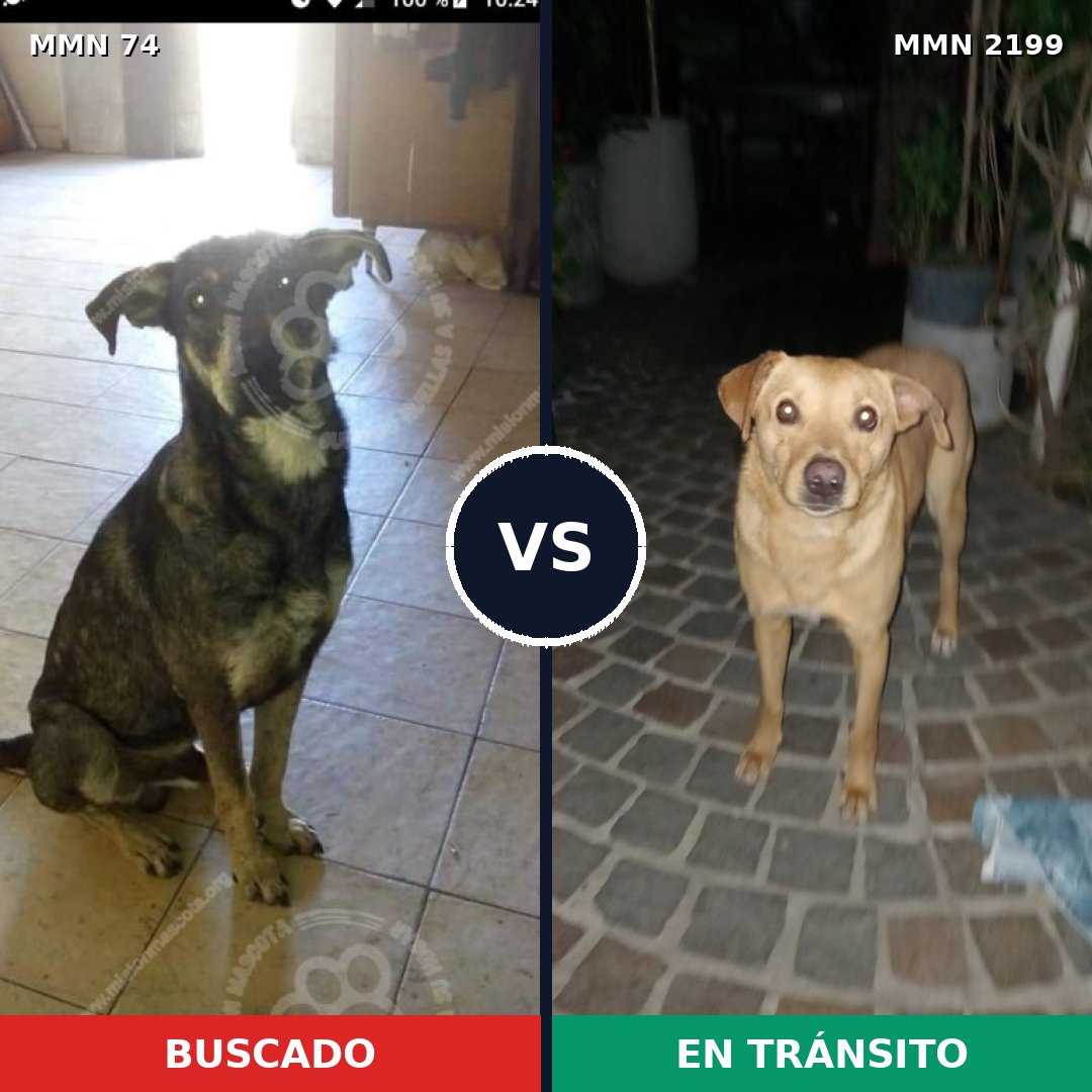 Comparativa MMS 65970: mascota perdida y mascota encontrada, 50% de similitud