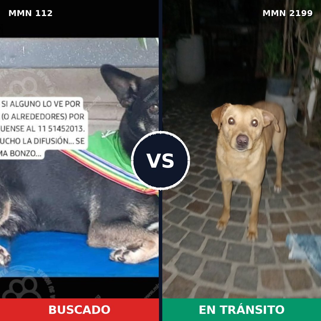 Comparativa MMS 65972: mascota perdida y mascota encontrada, 67% de similitud