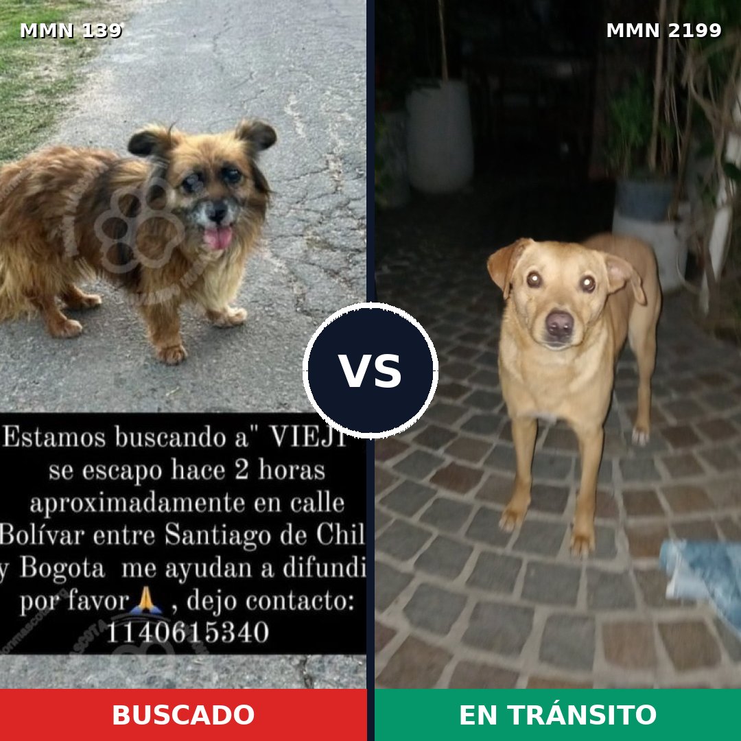 Comparativa MMS 65973: mascota perdida y mascota encontrada, 58% de similitud