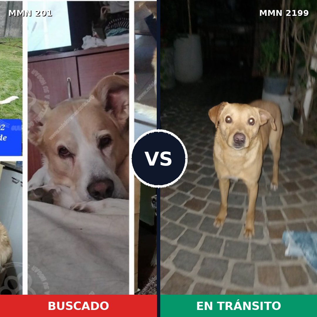 Comparativa MMS 65974: mascota perdida y mascota encontrada, 68% de similitud