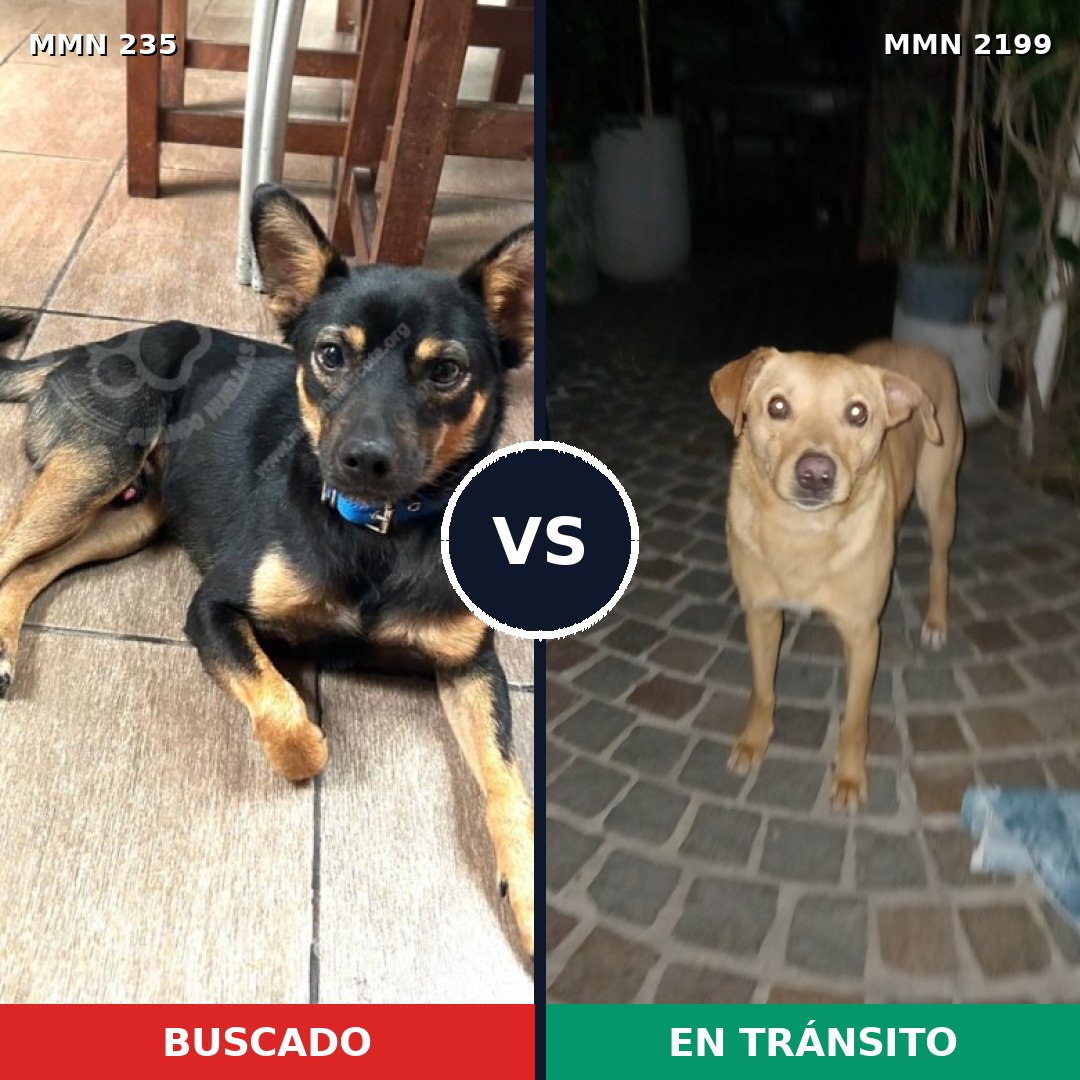Comparativa MMS 65975: mascota perdida y mascota encontrada, 52% de similitud