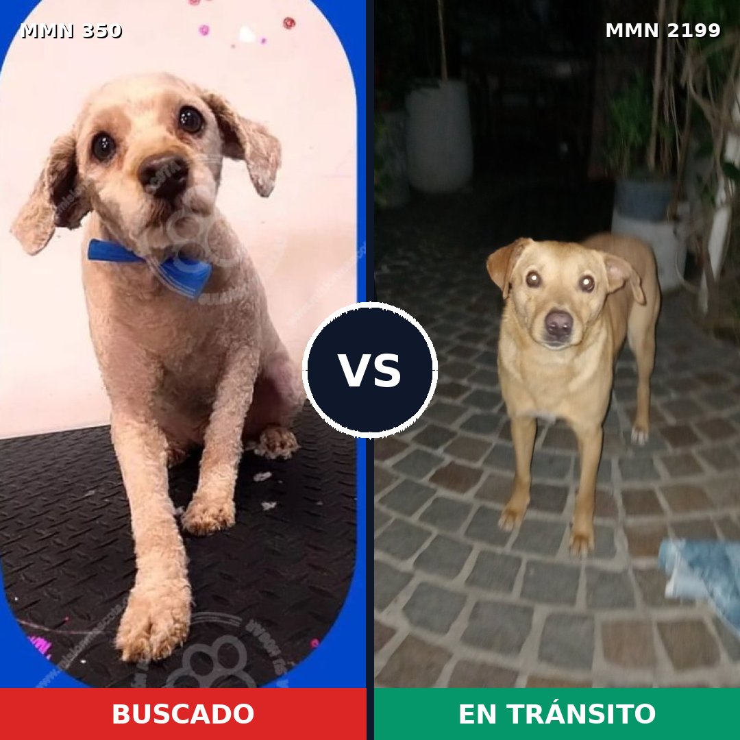 Comparativa MMS 65978: mascota perdida y mascota encontrada, 55% de similitud