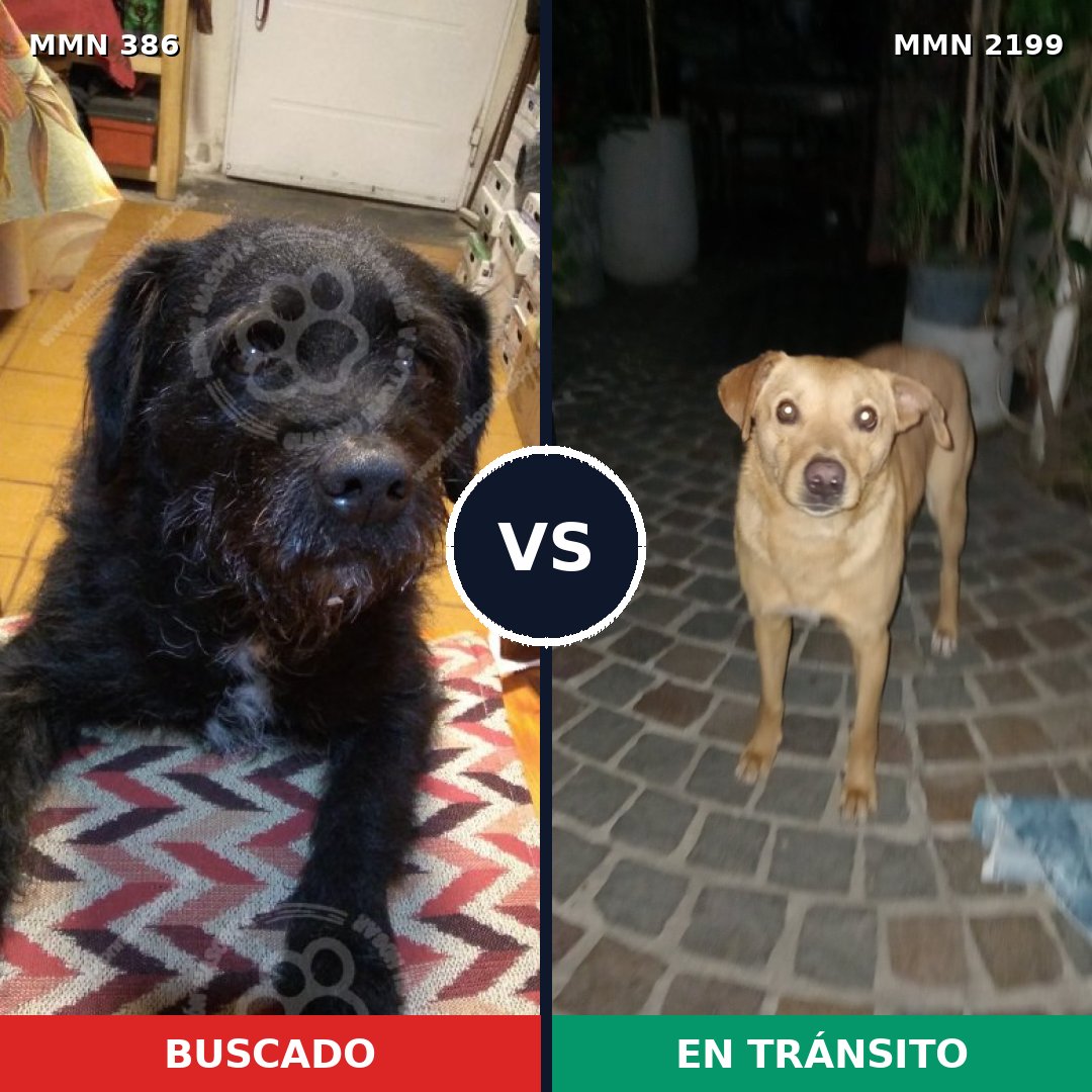 Comparativa MMS 65979: mascota perdida y mascota encontrada, 70% de similitud