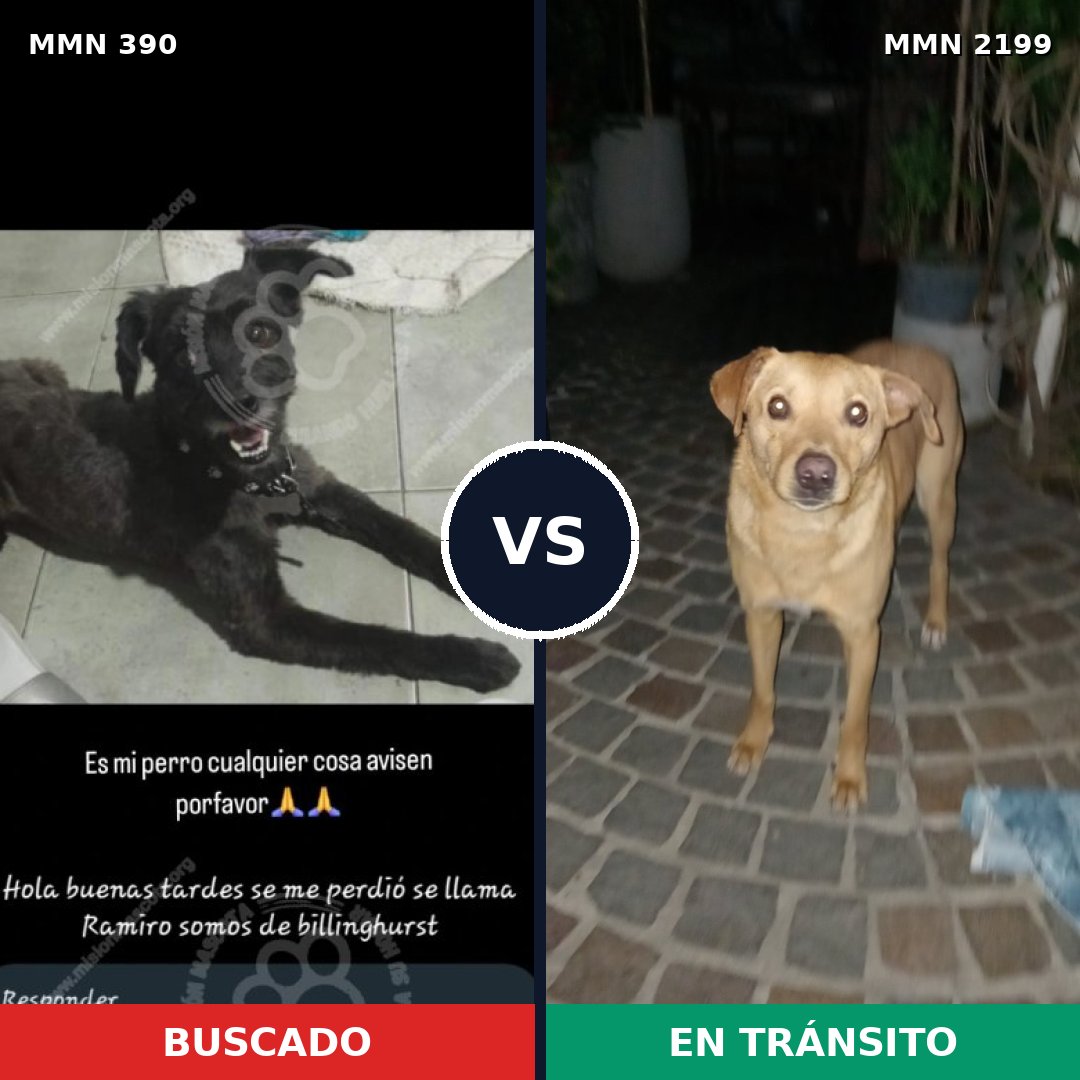 Comparativa MMS 65980: mascota perdida y mascota encontrada, 47% de similitud
