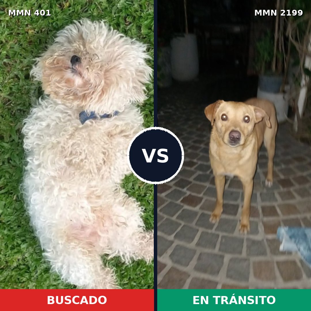 Comparativa MMS 65981: mascota perdida y mascota encontrada, 21% de similitud
