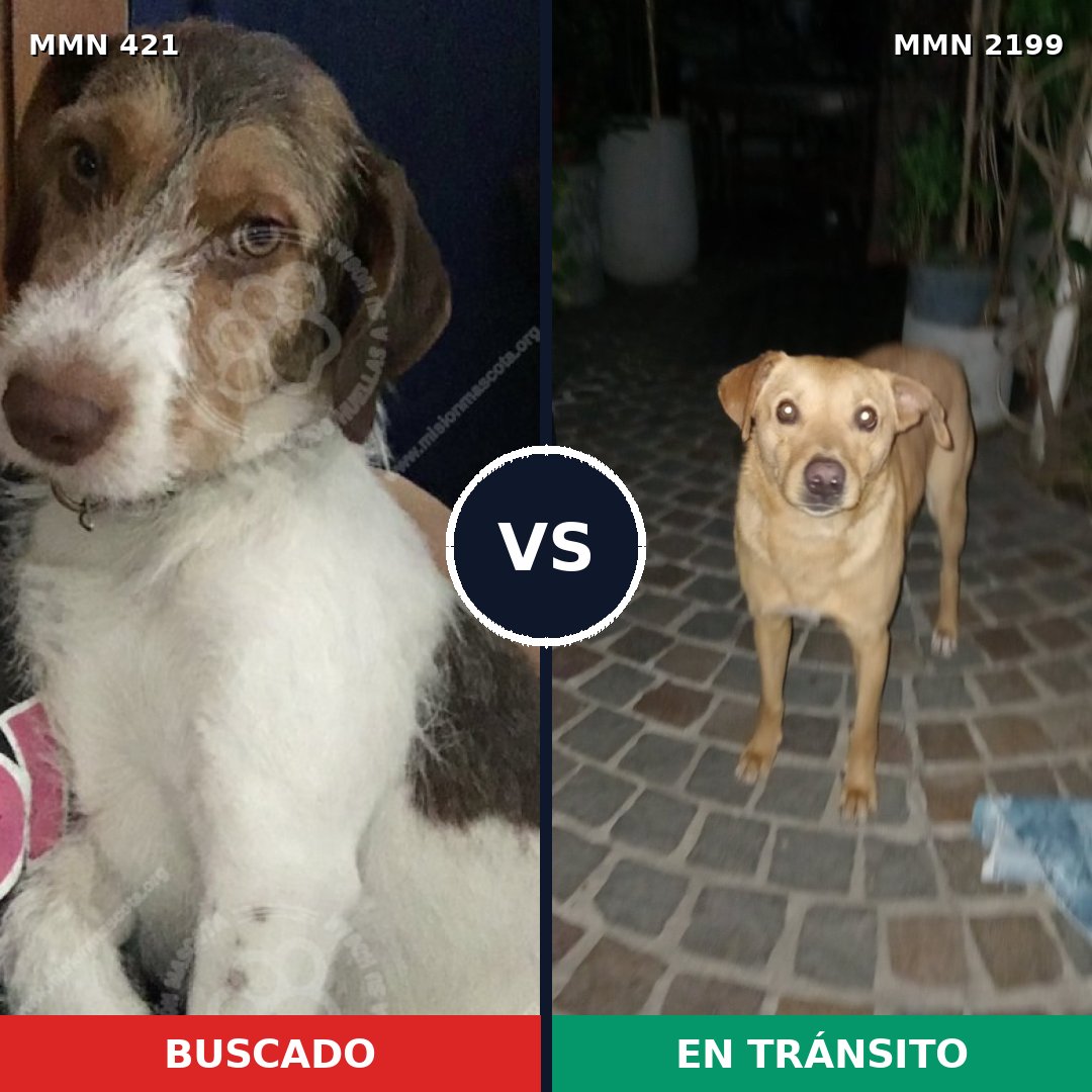 Comparativa MMS 65982: mascota perdida y mascota encontrada, 71% de similitud