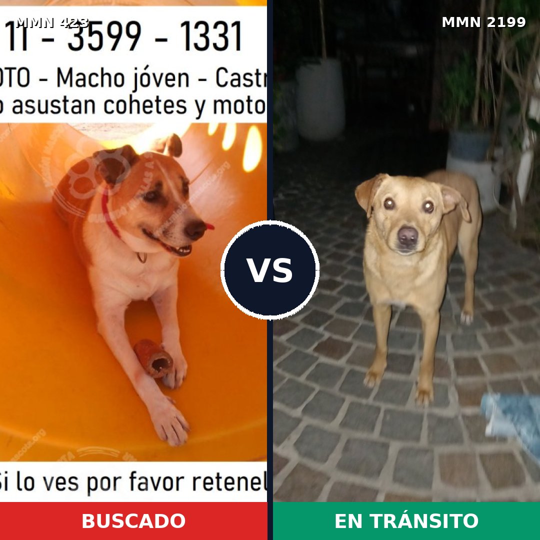 Comparativa MMS 65983: mascota perdida y mascota encontrada, 77% de similitud