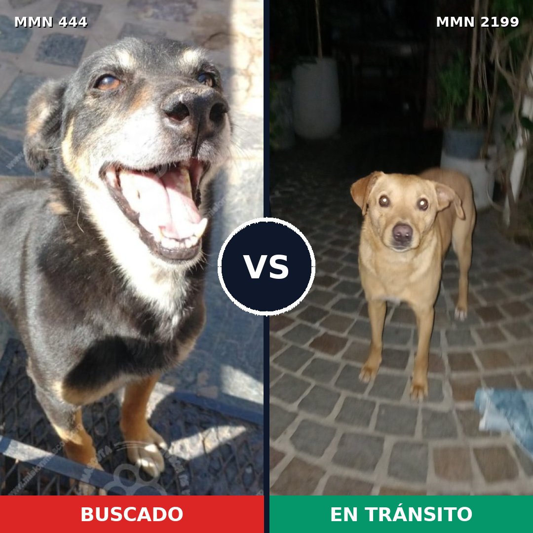 Comparativa MMS 65984: mascota perdida y mascota encontrada, 61% de similitud