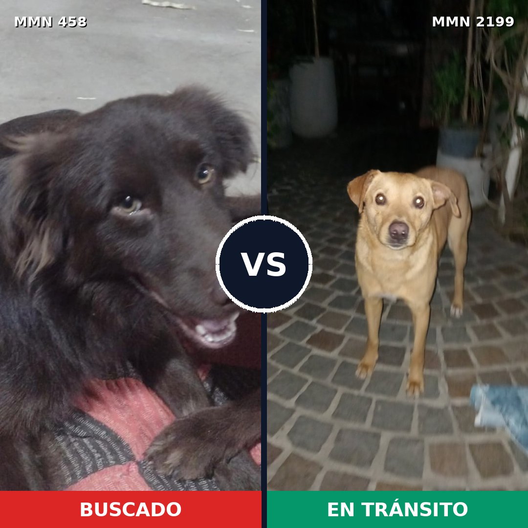 Comparativa MMS 65985: mascota perdida y mascota encontrada, 66% de similitud