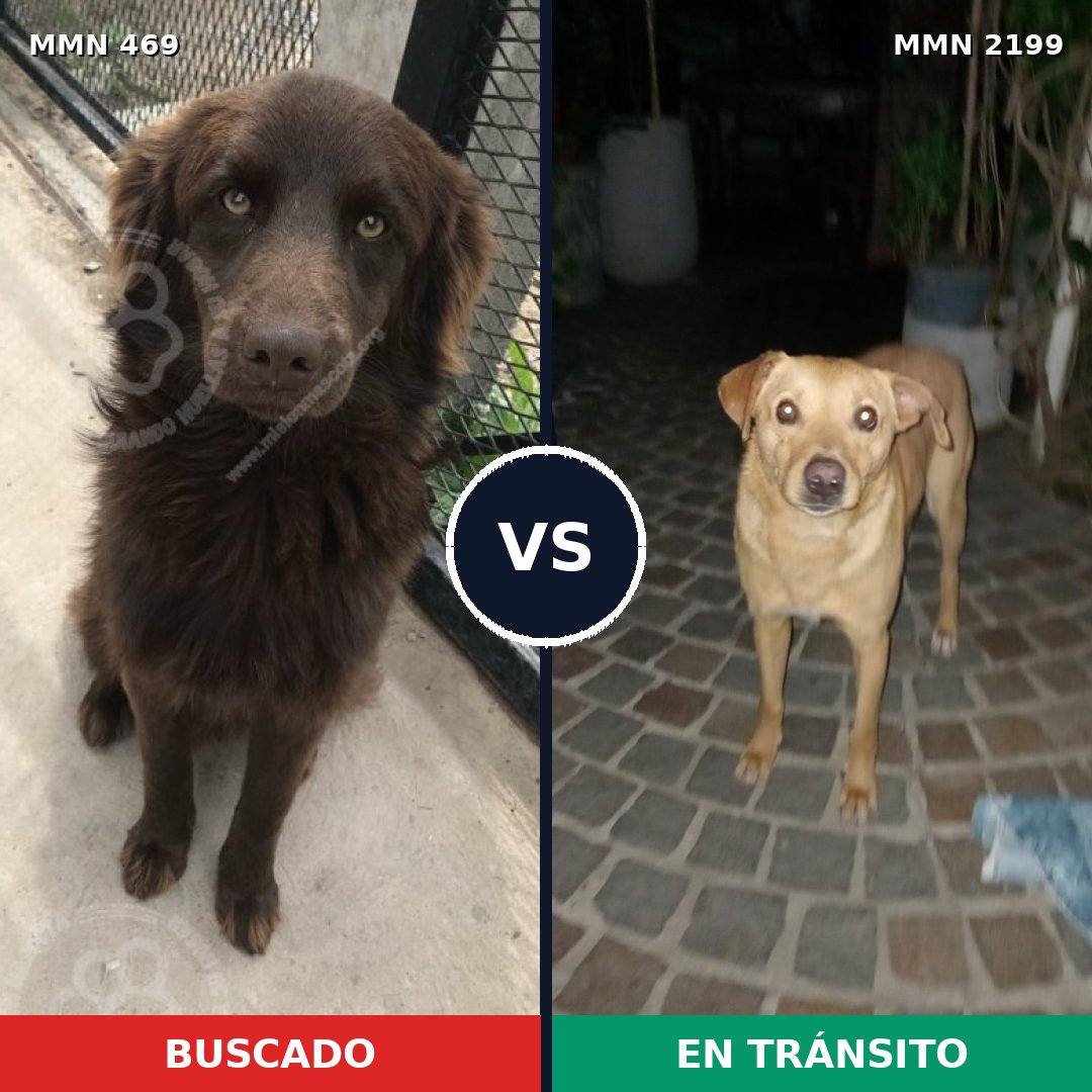Comparativa MMS 65986: mascota perdida y mascota encontrada, 66% de similitud