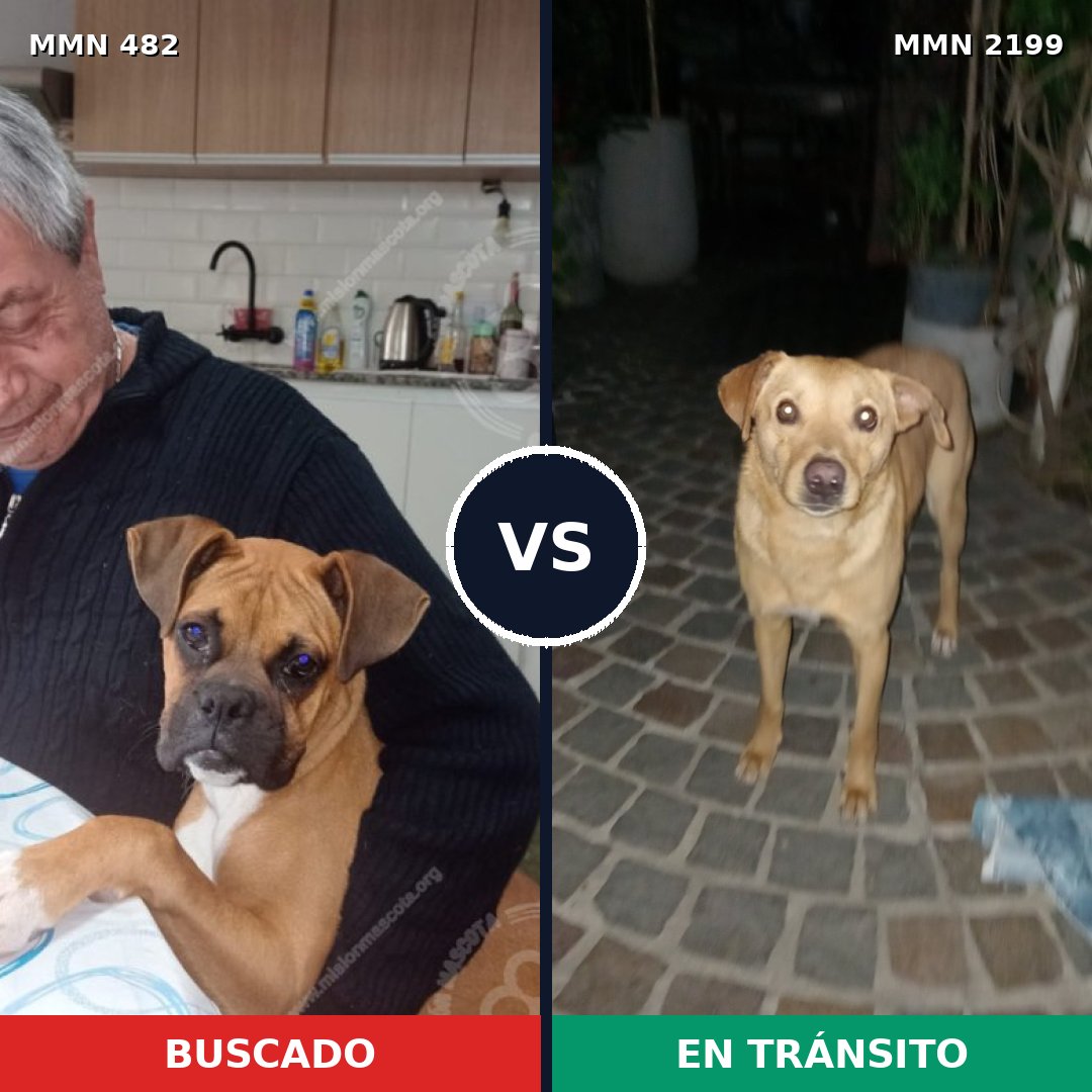 Comparativa MMS 65987: mascota perdida y mascota encontrada, 54% de similitud