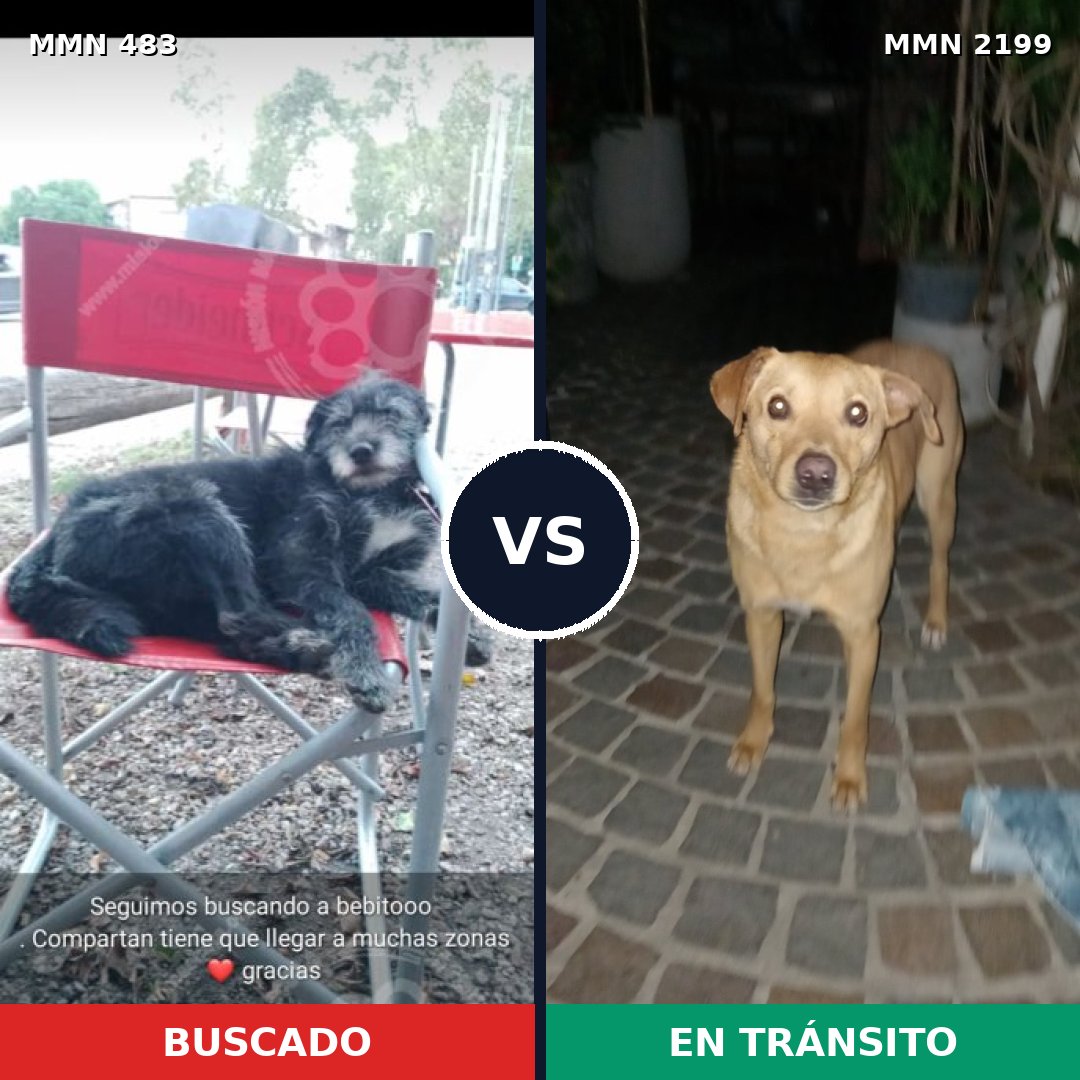 Comparativa MMS 65988: mascota perdida y mascota encontrada, 69% de similitud