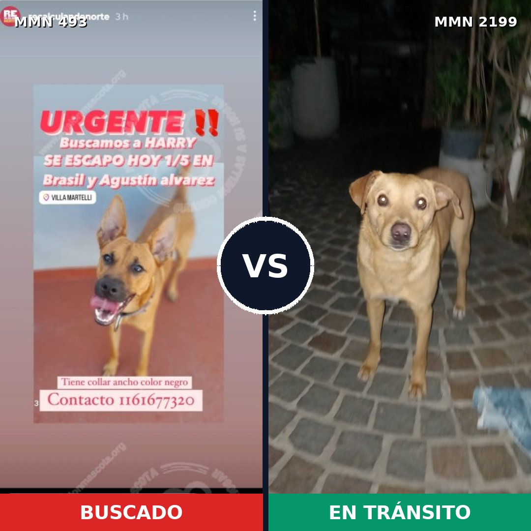 Comparativa MMS 65989: mascota perdida y mascota encontrada, 74% de similitud