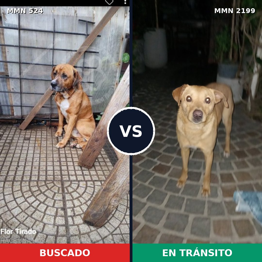 Comparativa MMS 65990: mascota perdida y mascota encontrada, 61% de similitud