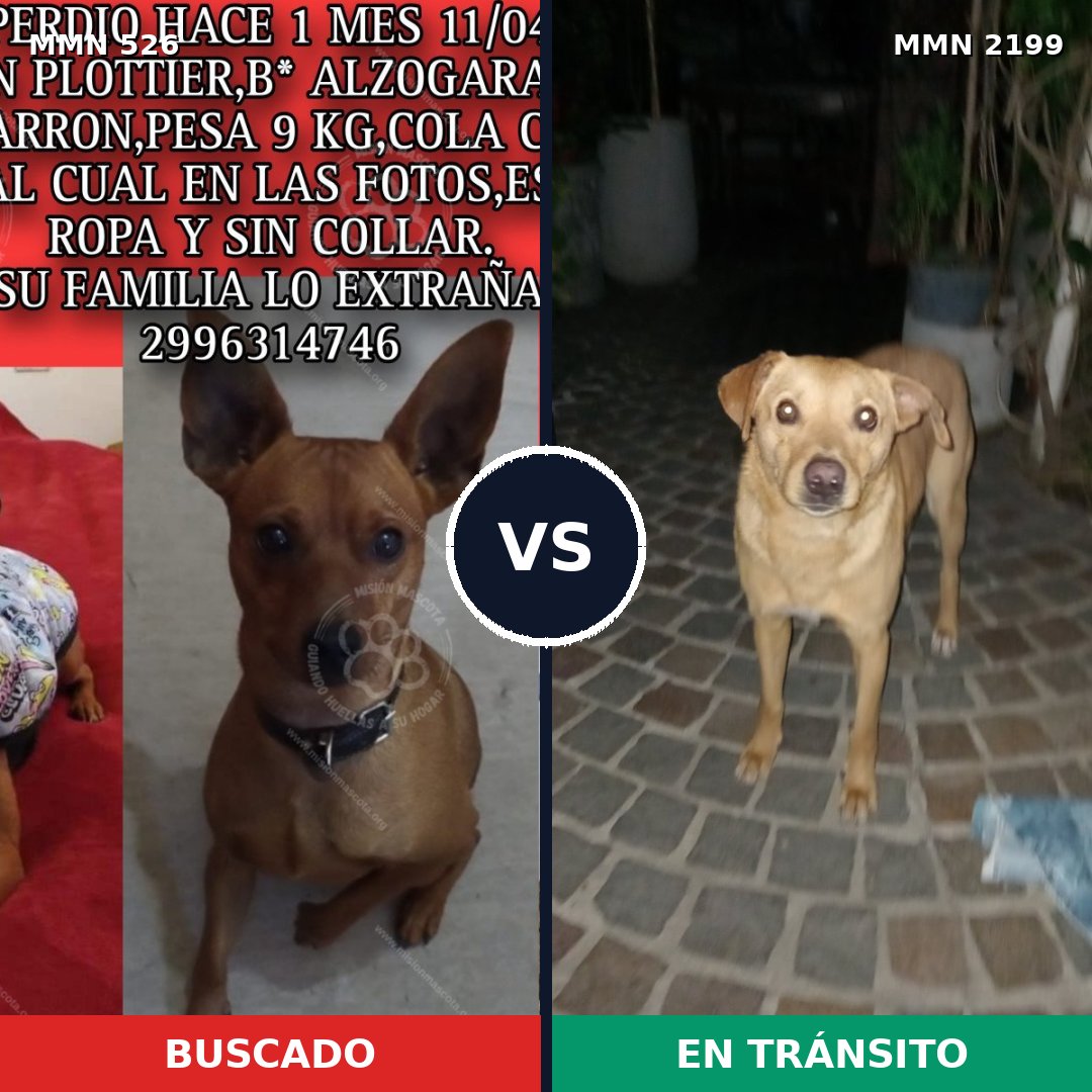 Comparativa MMS 65991: mascota perdida y mascota encontrada, 32% de similitud