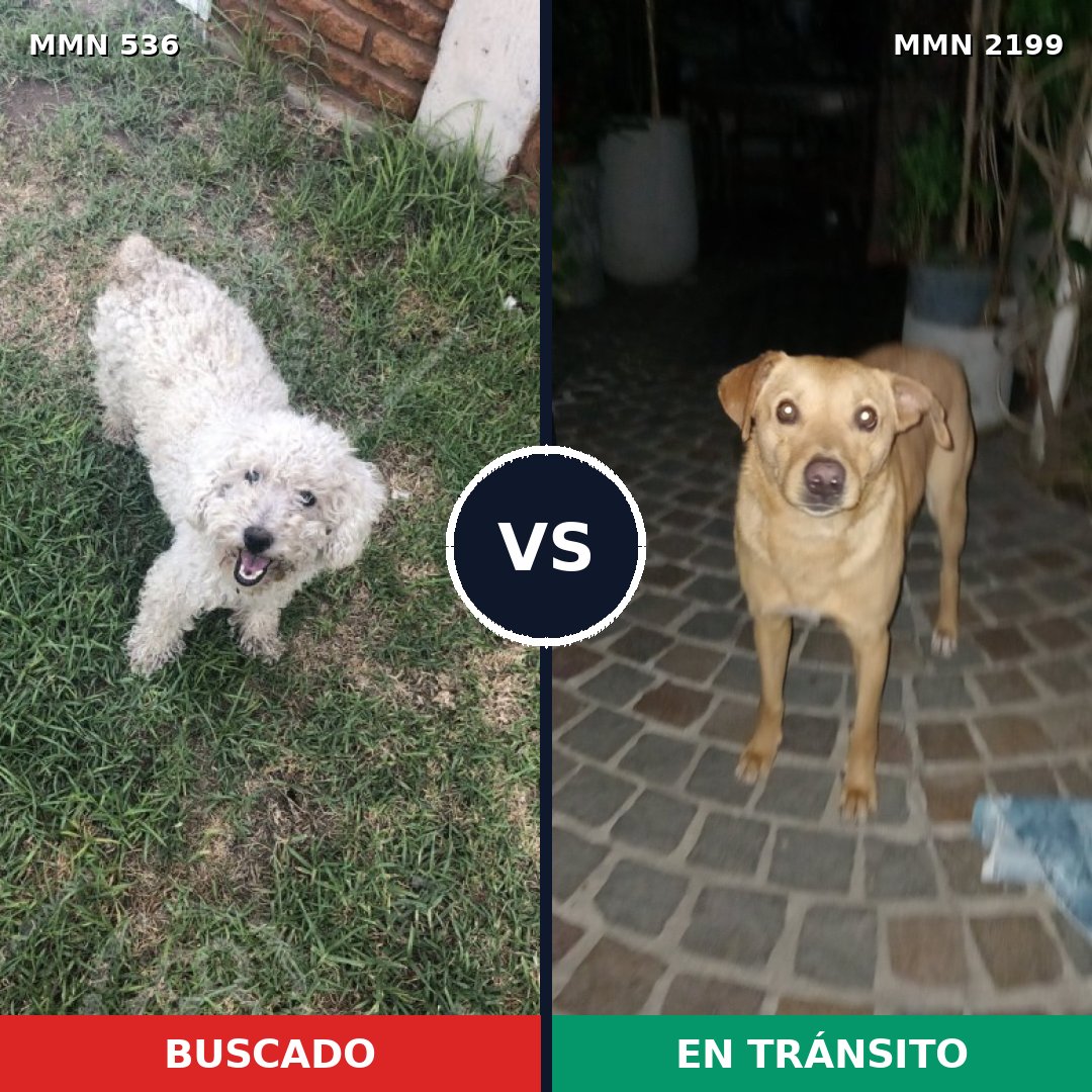 Comparativa MMS 65992: mascota perdida y mascota encontrada, 47% de similitud
