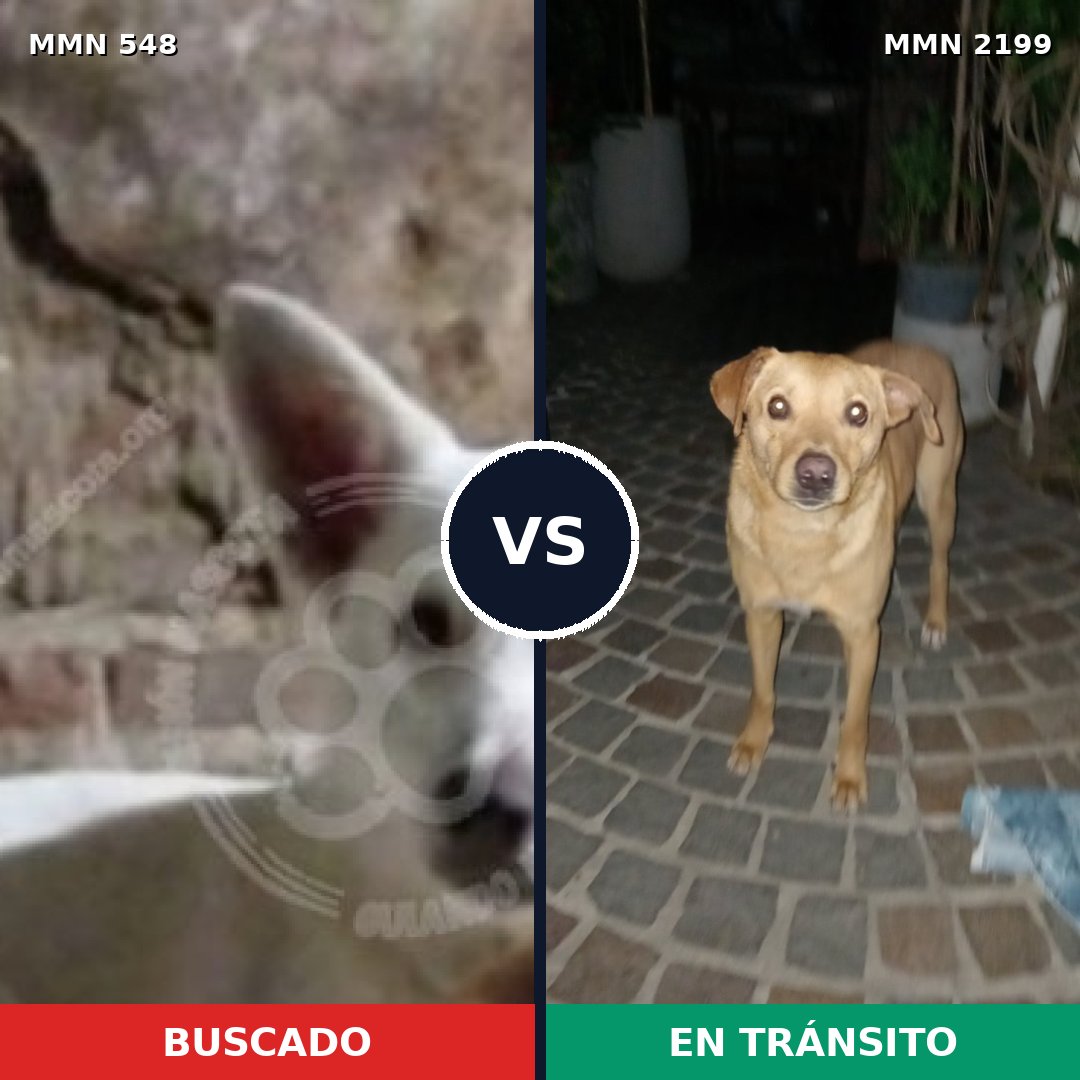 Comparativa MMS 65994: mascota perdida y mascota encontrada, 66% de similitud