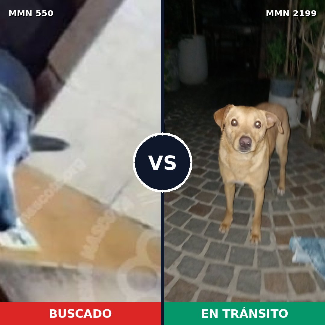 Comparativa MMS 65995: mascota perdida y mascota encontrada, 72% de similitud