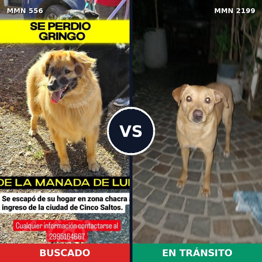 Comparativa MMS 65996: mascota perdida y mascota encontrada, 66% de similitud