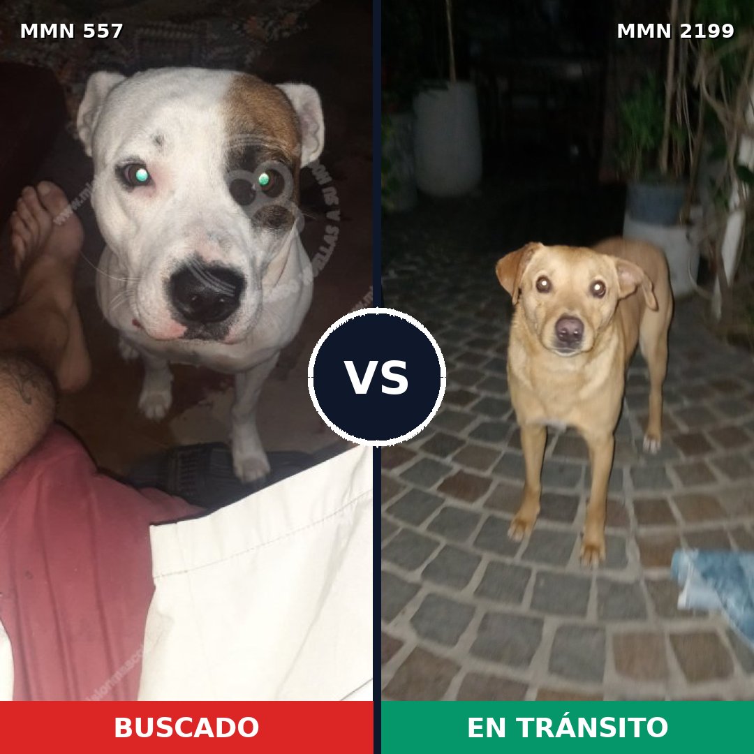 Comparativa MMS 65997: mascota perdida y mascota encontrada, 58% de similitud