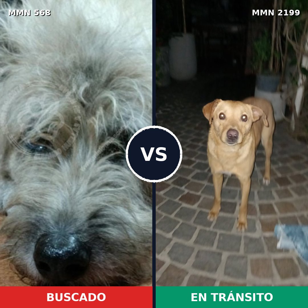 Comparativa MMS 65998: mascota perdida y mascota encontrada, 67% de similitud