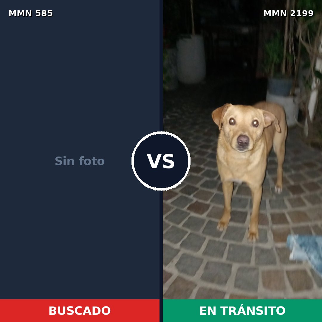 Comparativa MMS 65999: mascota perdida y mascota encontrada, 29% de similitud