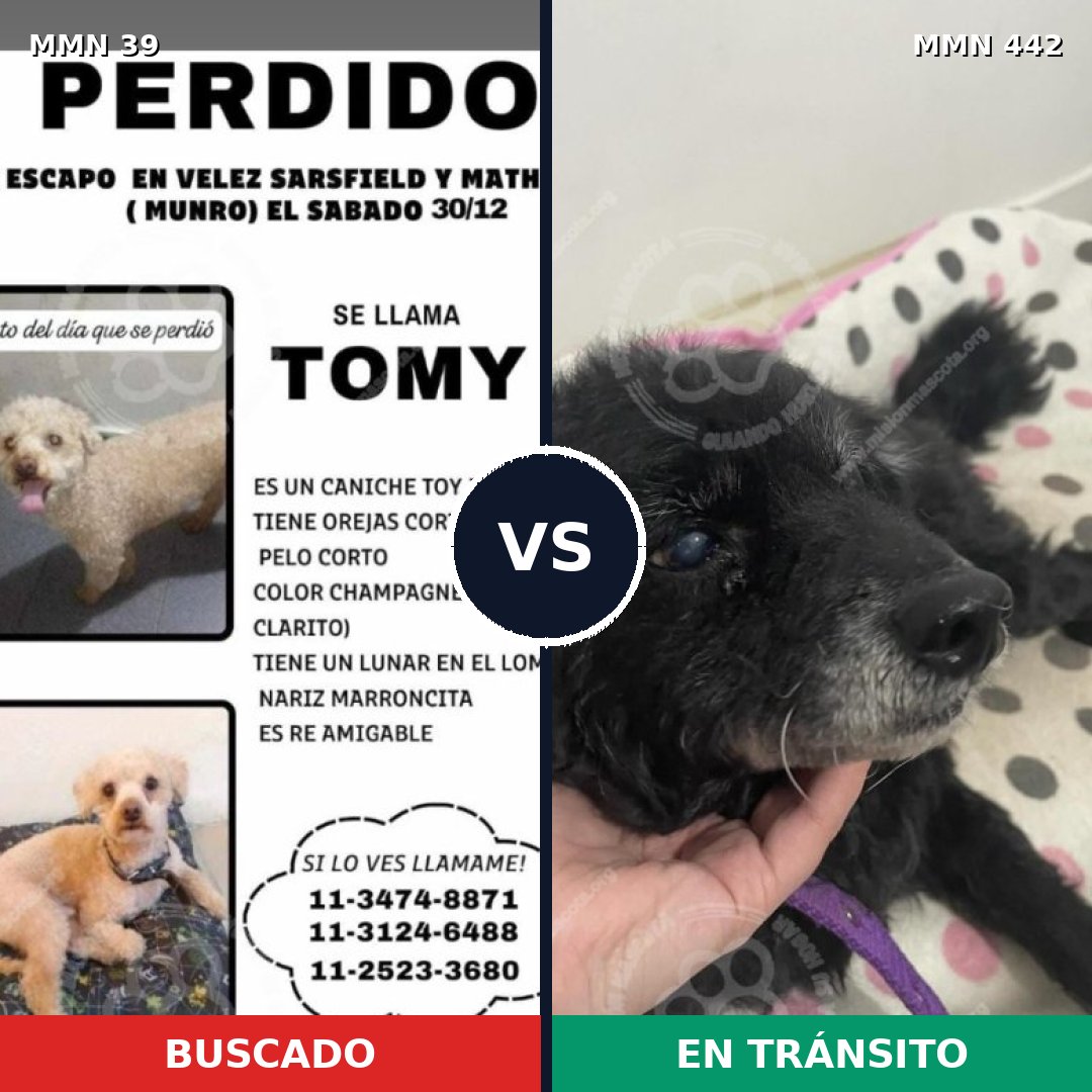 Comparativa MMS 66: mascota perdida y mascota encontrada, 25% de similitud