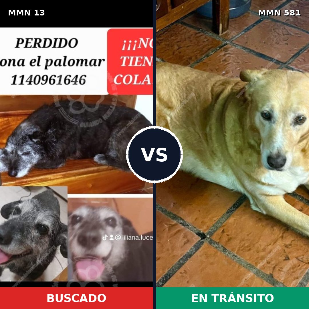 Comparativa MMS 660: mascota perdida y mascota encontrada, 61% de similitud