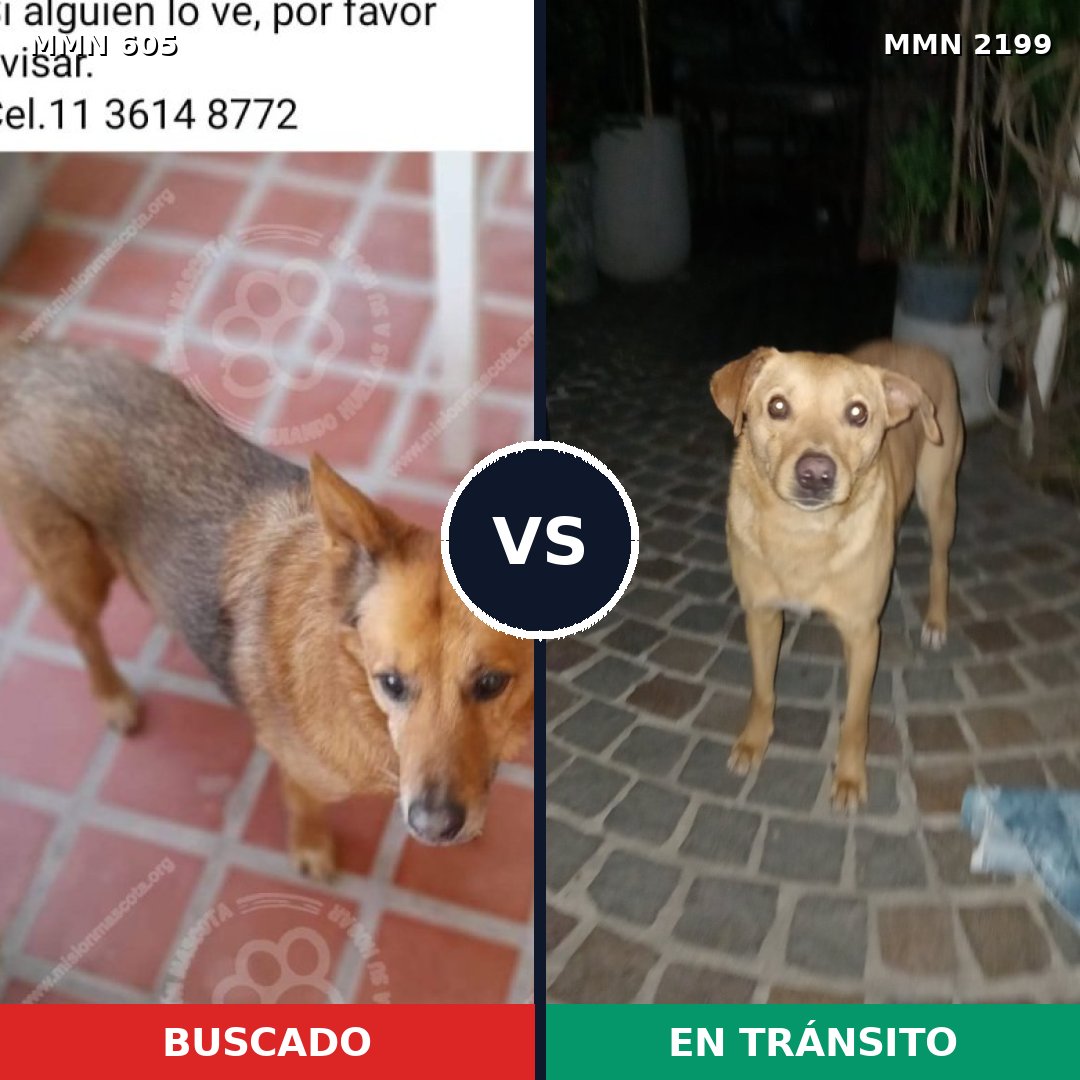 Comparativa MMS 66000: mascota perdida y mascota encontrada, 81% de similitud