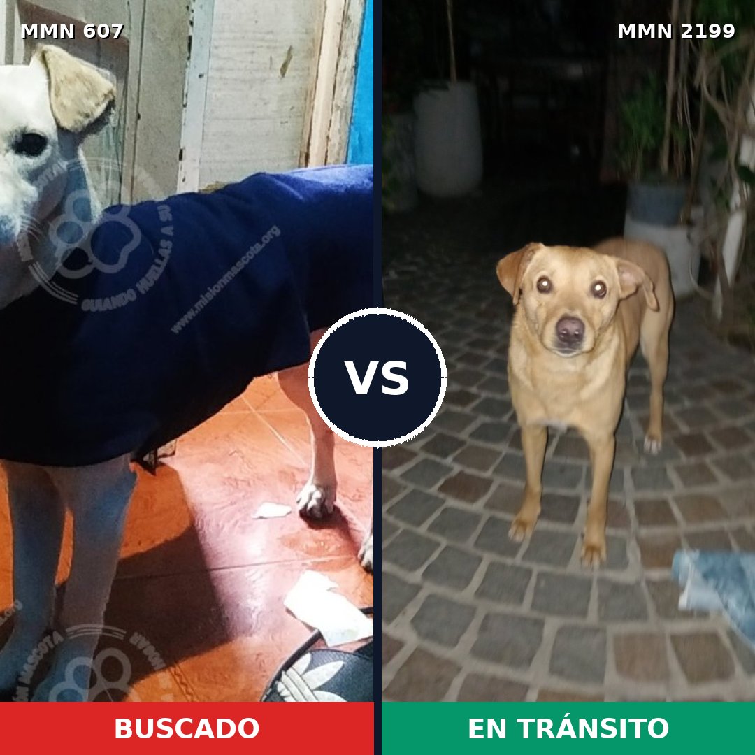 Comparativa MMS 66001: mascota perdida y mascota encontrada, 79% de similitud