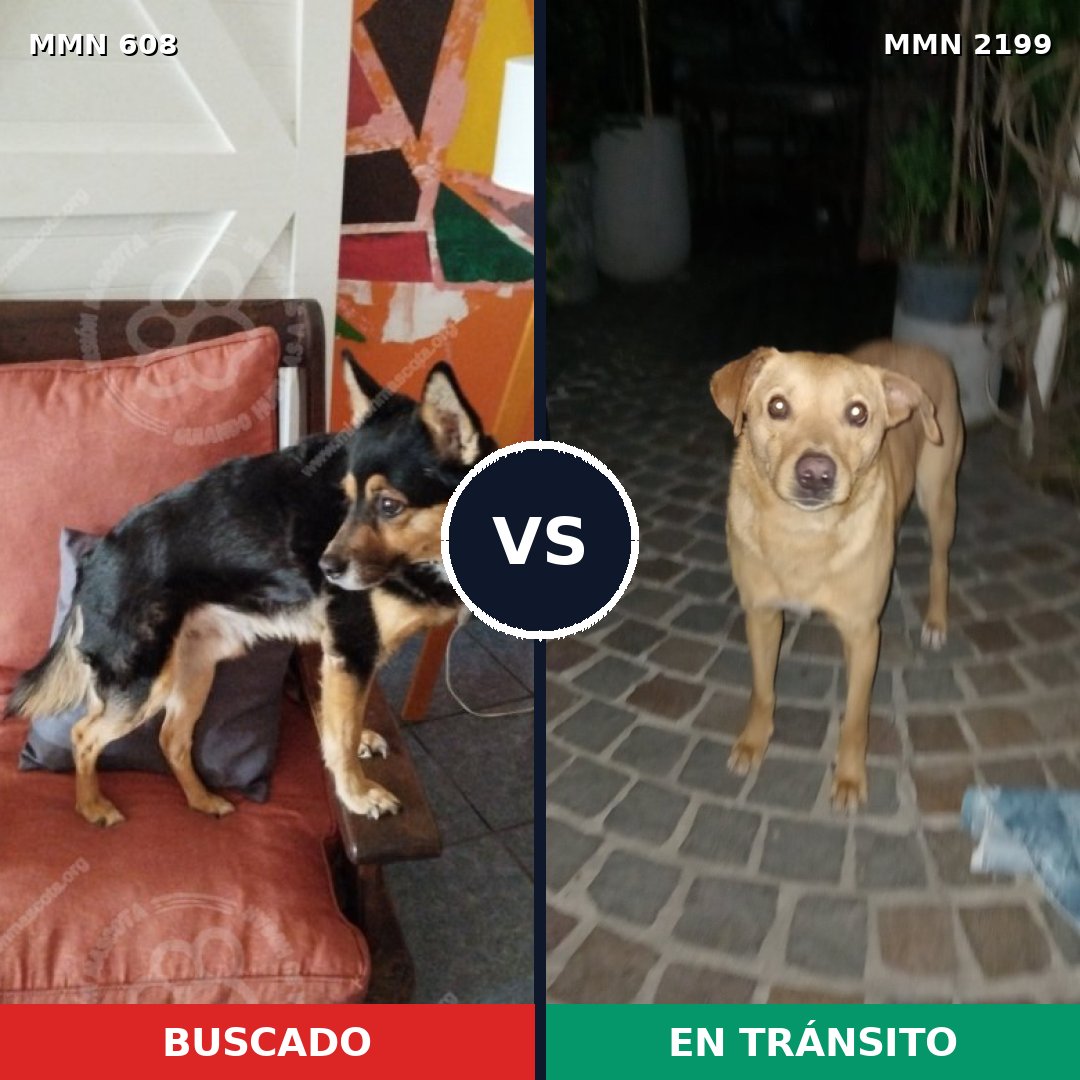 Comparativa MMS 66002: mascota perdida y mascota encontrada, 72% de similitud