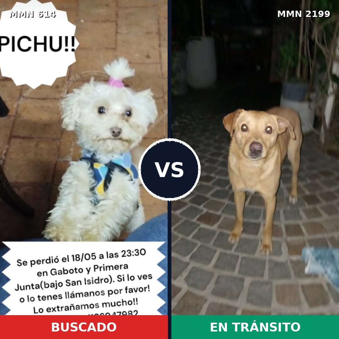 Comparativa MMS 66003: mascota perdida y mascota encontrada, 37% de similitud