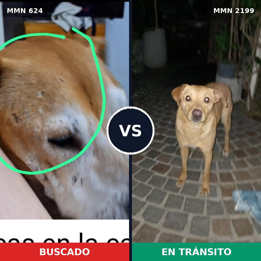 Comparativa MMS 66004: mascota perdida y mascota encontrada, 44% de similitud