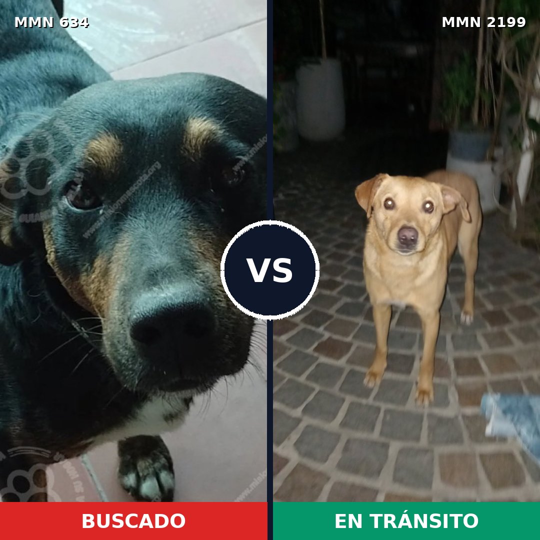 Comparativa MMS 66005: mascota perdida y mascota encontrada, 66% de similitud