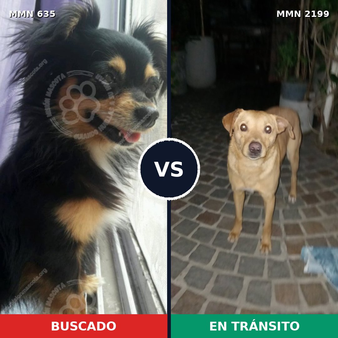 Comparativa MMS 66006: mascota perdida y mascota encontrada, 24% de similitud
