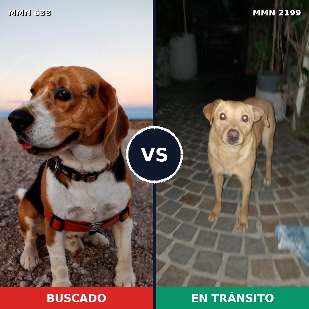 Comparativa MMS 66007: mascota perdida y mascota encontrada, 30% de similitud