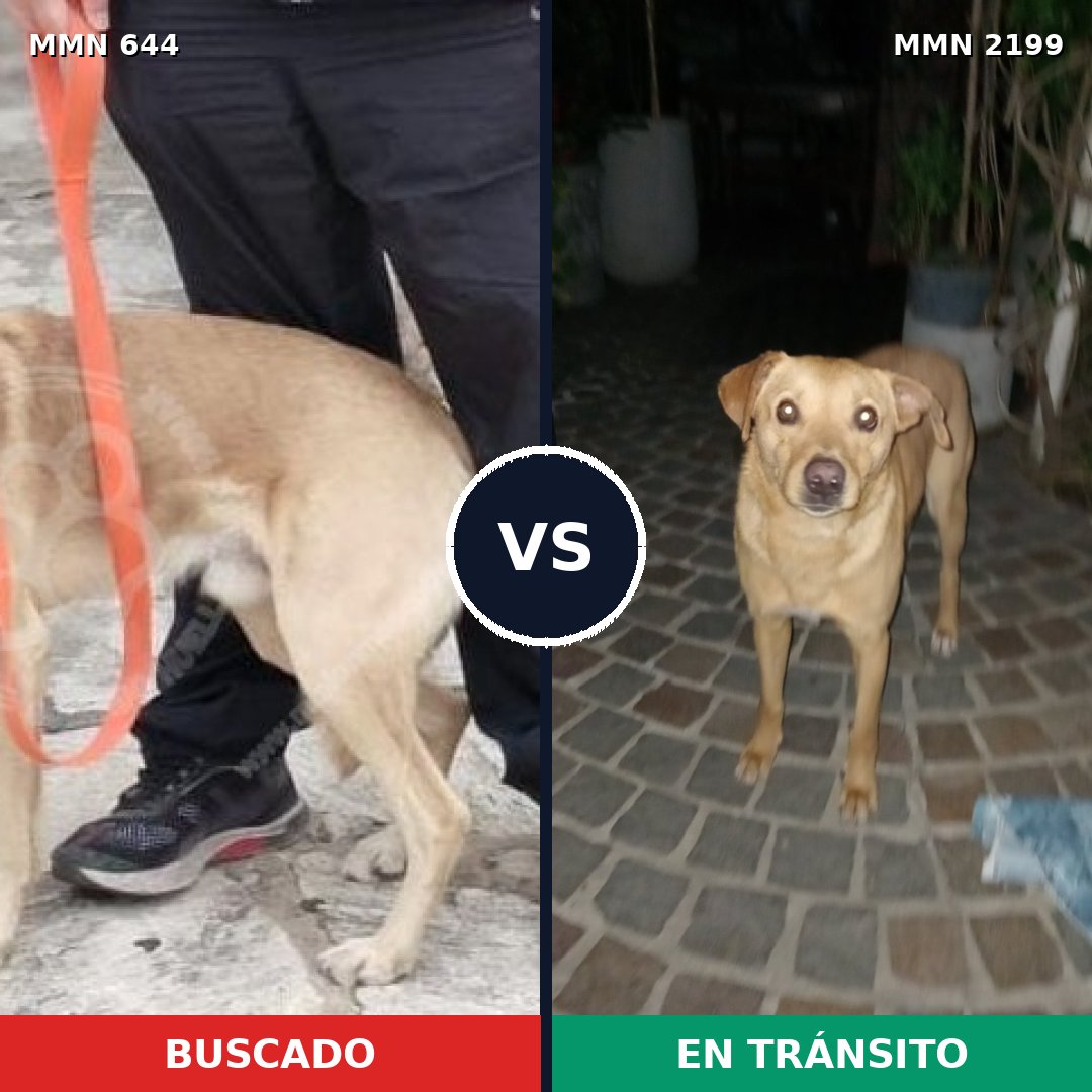 Comparativa MMS 66008: mascota perdida y mascota encontrada, 79% de similitud