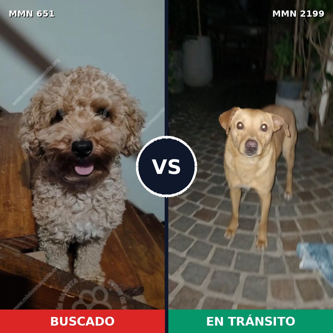 Comparativa MMS 66009: mascota perdida y mascota encontrada, 30% de similitud