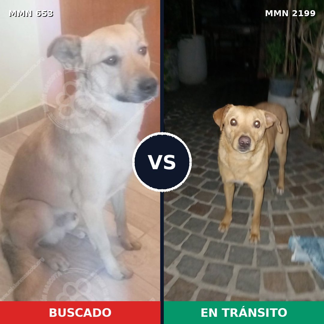 Comparativa MMS 66010: mascota perdida y mascota encontrada, 77% de similitud
