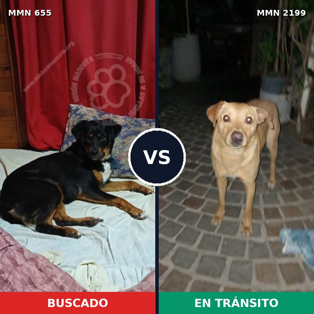 Comparativa MMS 66011: mascota perdida y mascota encontrada, 56% de similitud