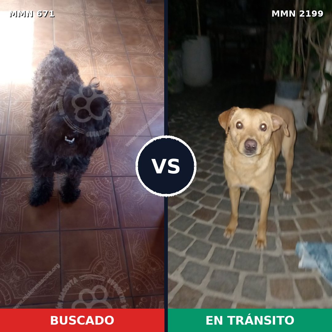 Comparativa MMS 66012: mascota perdida y mascota encontrada, 27% de similitud