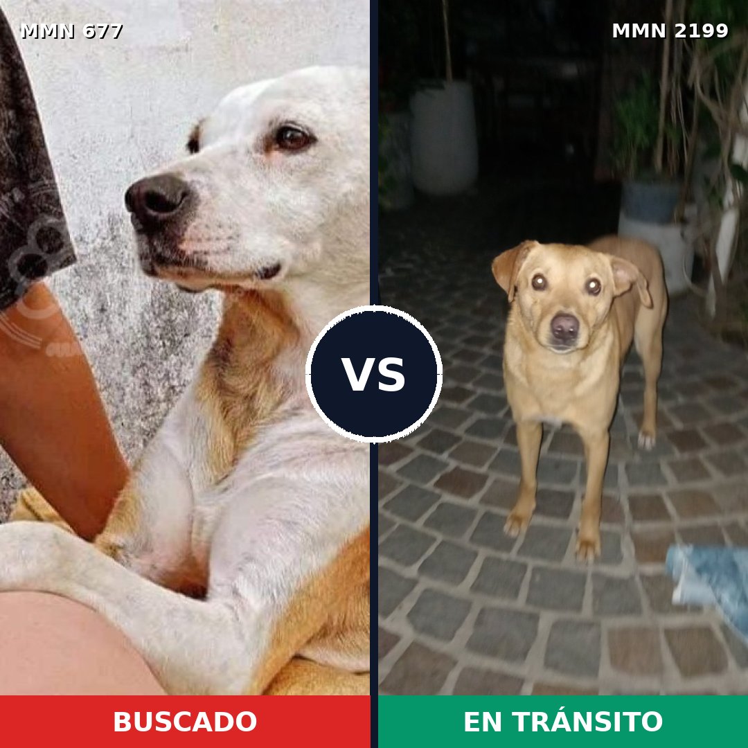 Comparativa MMS 66013: mascota perdida y mascota encontrada, 67% de similitud