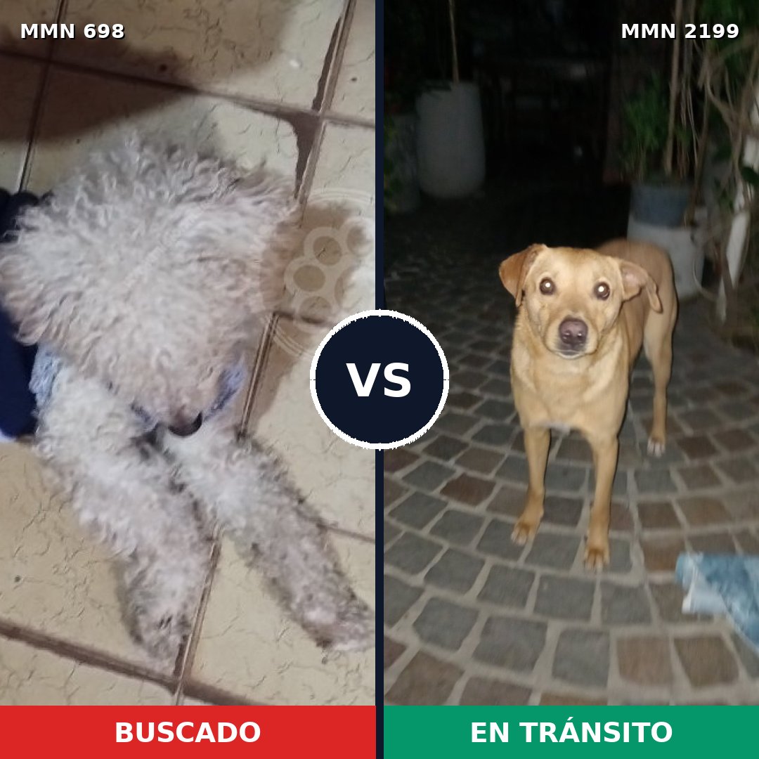 Comparativa MMS 66014: mascota perdida y mascota encontrada, 48% de similitud