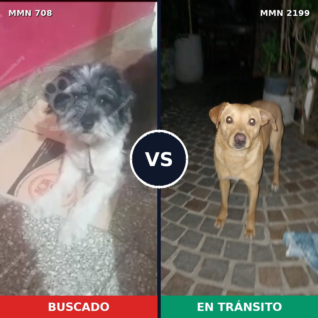 Comparativa MMS 66015: mascota perdida y mascota encontrada, 45% de similitud