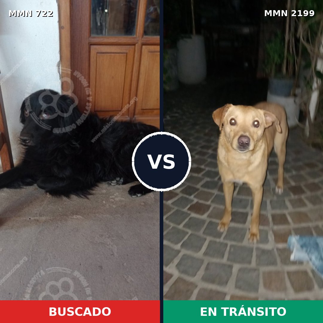 Comparativa MMS 66017: mascota perdida y mascota encontrada, 40% de similitud