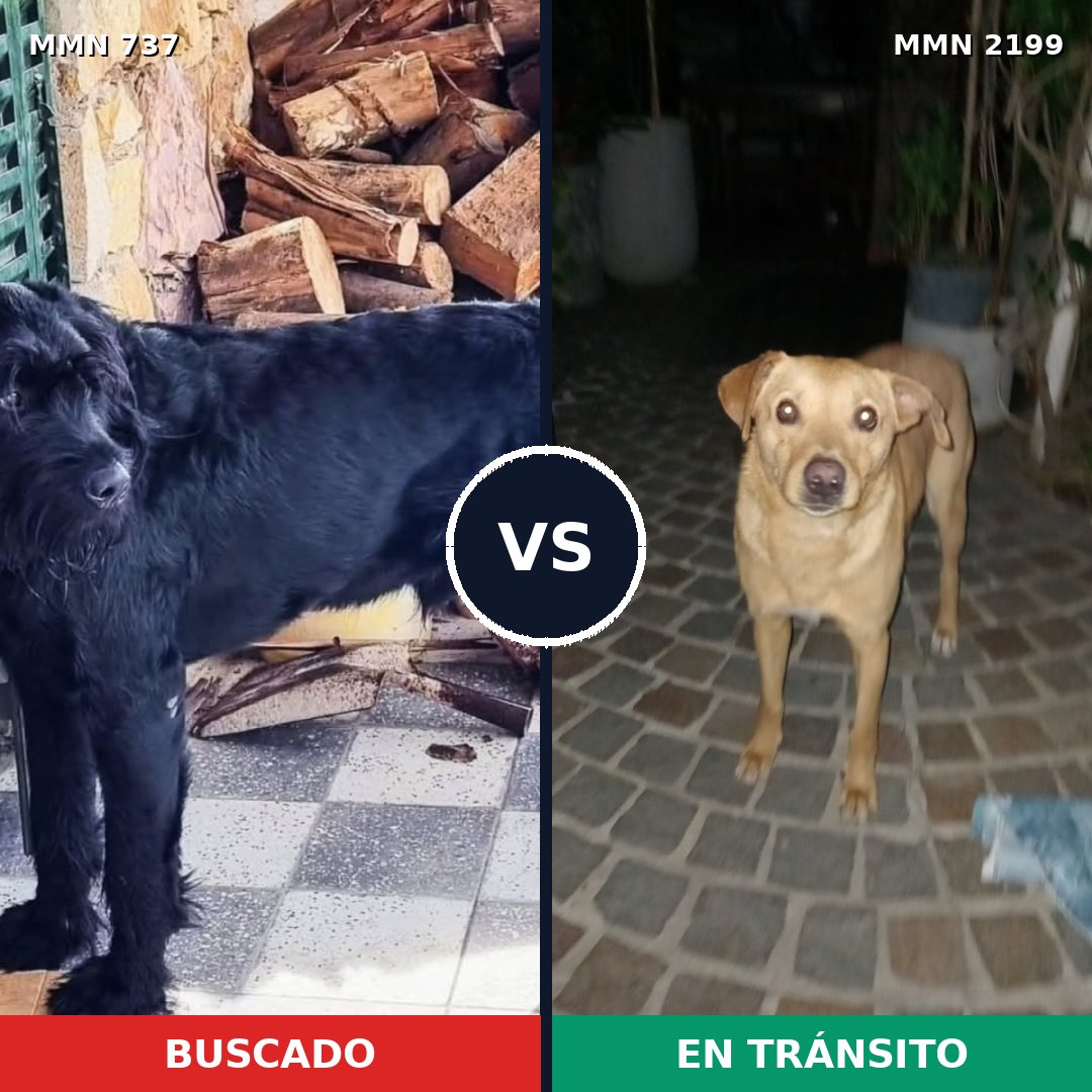 Comparativa MMS 66019: mascota perdida y mascota encontrada, 15% de similitud