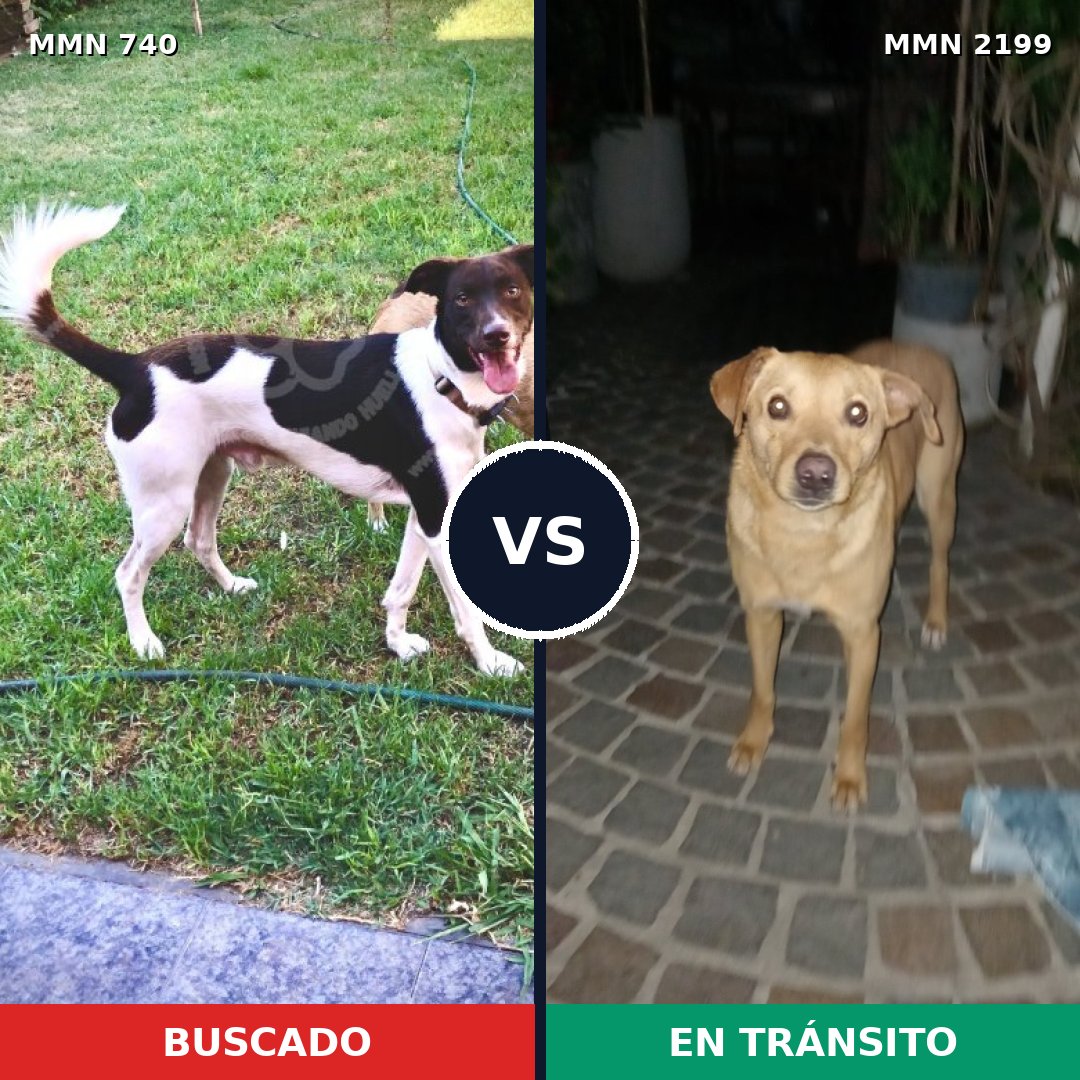 Comparativa MMS 66020: mascota perdida y mascota encontrada, 67% de similitud