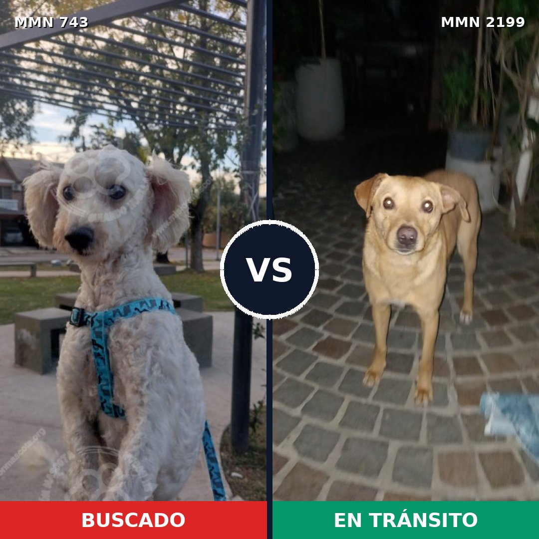 Comparativa MMS 66021: mascota perdida y mascota encontrada, 58% de similitud