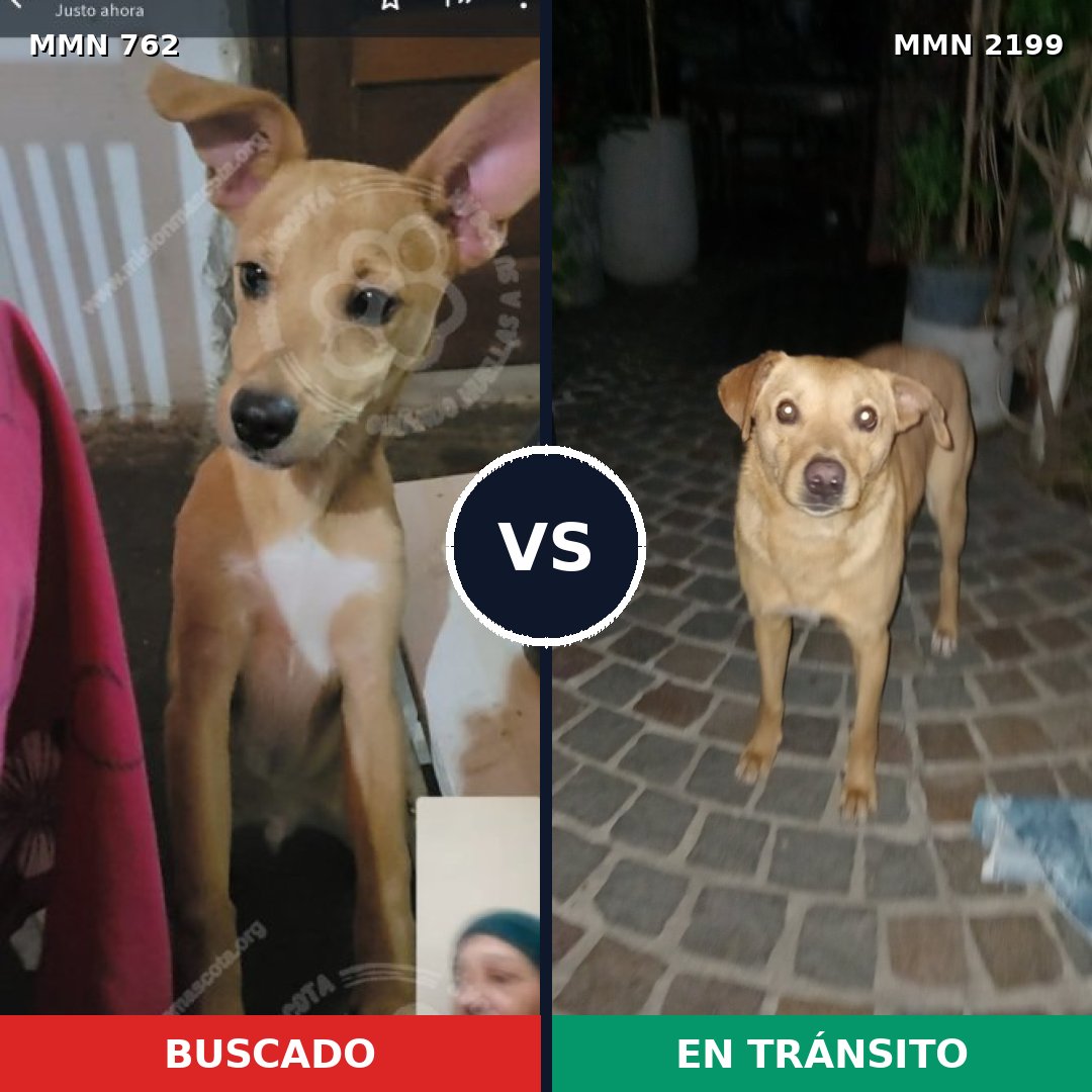 Comparativa MMS 66023: mascota perdida y mascota encontrada, 78% de similitud