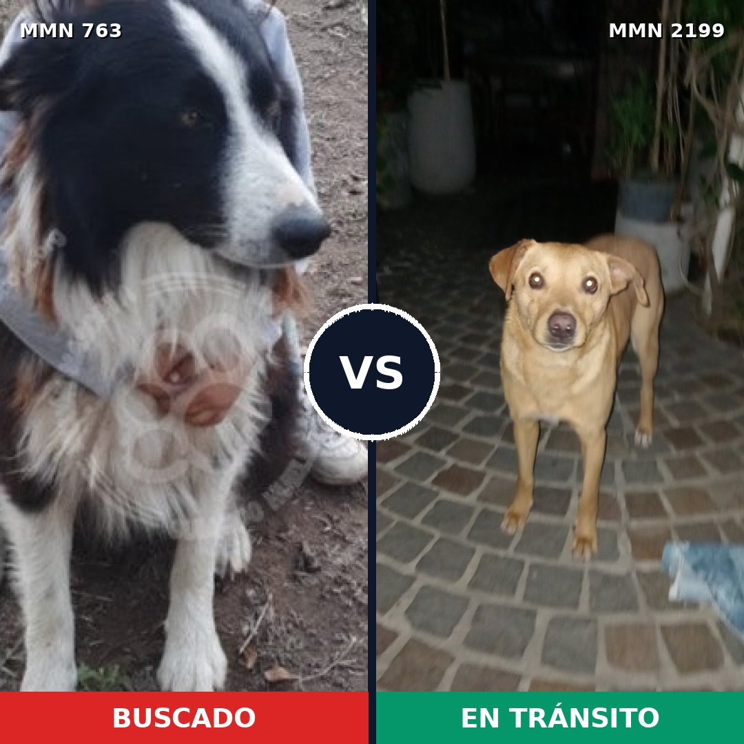 Comparativa MMS 66024: mascota perdida y mascota encontrada, 36% de similitud
